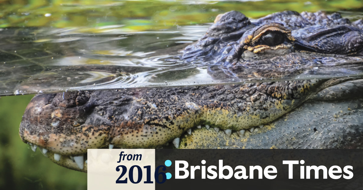 Crocodile attacks in Queensland since 2008